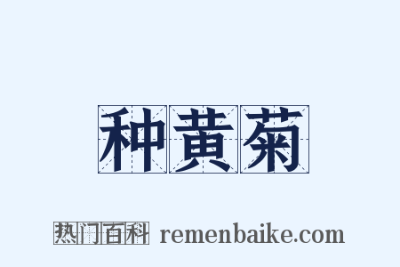 种黄菊是什么意思的图片